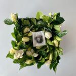 "Together" Vine & Bloom Box
