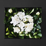 DELUXE VINE & BLOOM BOX Prepaid Subscription // Monthly