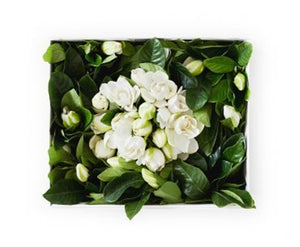 DELUXE VINE & BLOOM BOX Prepaid Subscription // Bi-Weekly